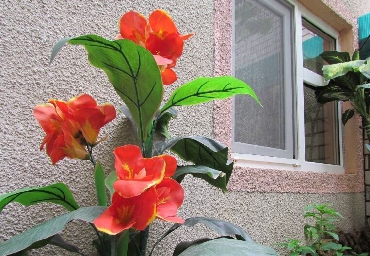 Во дворе | Александр, Краснодарский край