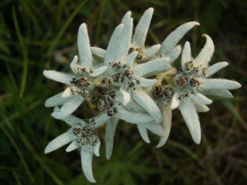 Нежность | Жемчужина Ольхона, Иркутская область