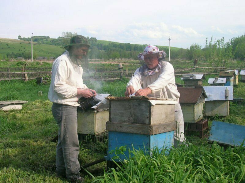 Пасека | Красногорье, Алтайский край