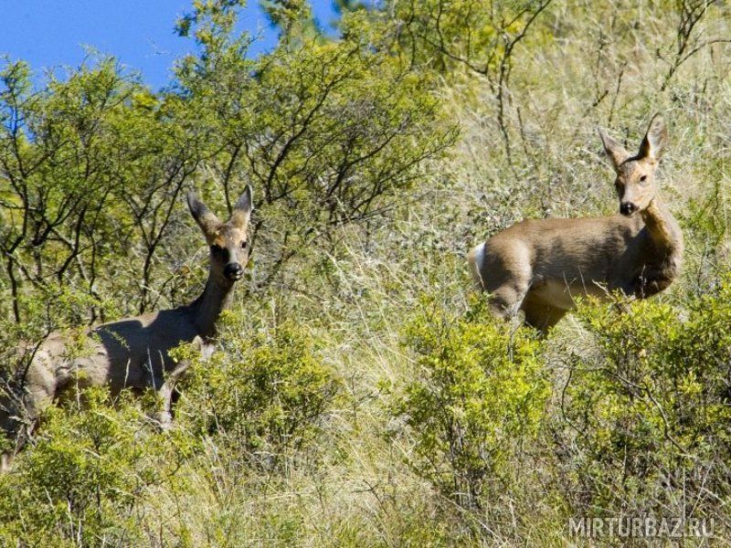 Косули | Разбойник Кудеяр, Алтайский край