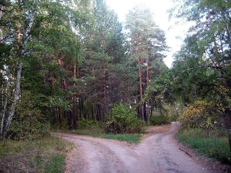 Лес | Дом в аренду Семьи Журилкиных, Алтайский край