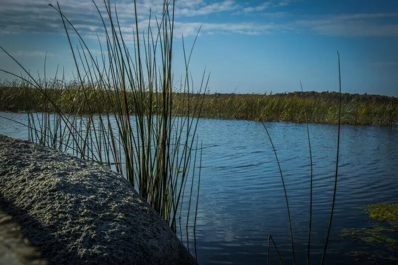 хутор Скреблово, Ленинградская область: фото 4