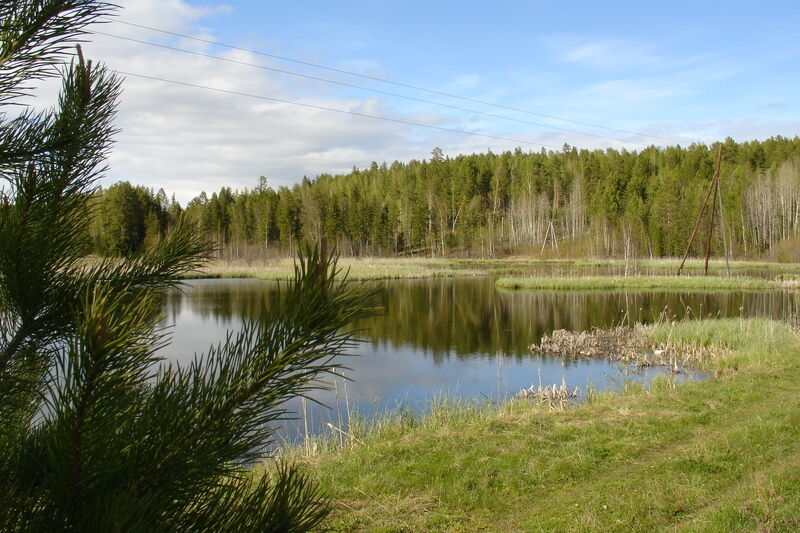 Сосновый бор, Красноярский край: фото 2