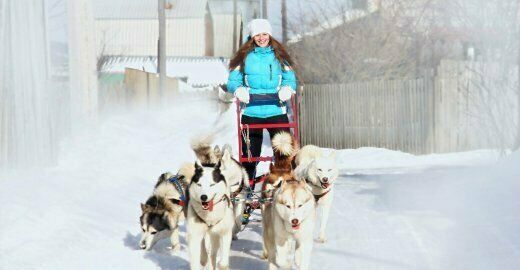Дивные хаски, Красноярский край: фото 2