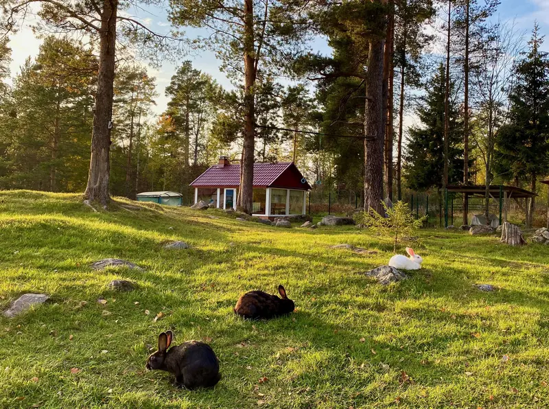 Эко-хутор Ряйсяля, Приозерский район, Ленинградская область