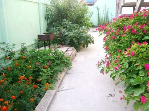 Во дворе | Мята, Крым