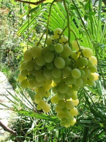 На территории | Капситерра, Крым