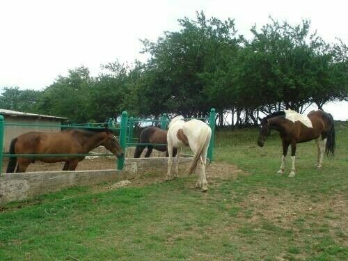 Коннные прогулки | Солнечноселье, Крым