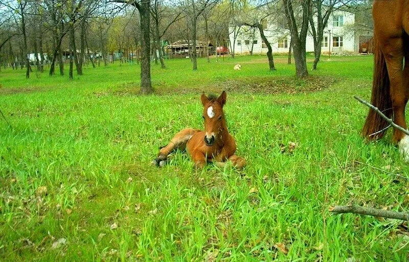 Конные прогулки | Радуга, Волгоградская область